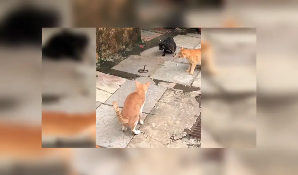 En YouTube, unos gatos intentaron espantar a una feroz cobra, sin imaginar que el reptil los atacaría.