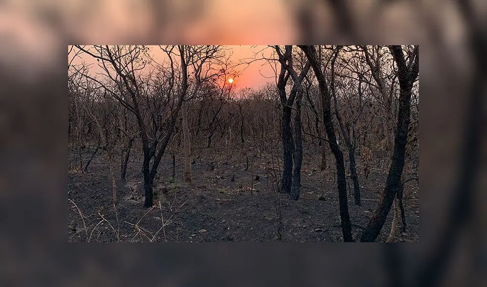 ONG de Ecuador convocó a protestar masivamente contra las acciones tomadas por el presidente de Brasil, Jair Bolsonaro ante el incendio de la Amazonía. Foto: EFE. ONG de Ecuador convocó a protestar masivamente contra las acciones tomadas por el presidente de Brasil, Jair Bolsonaro ante el incendio de la Amazonía. Foto: EFE.