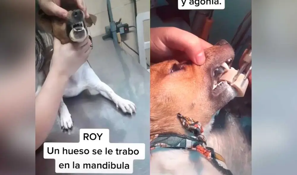 Desliza las imágenes para ver algunas escenas de la intervención que se hizo para ayudar a este travieso can. Foto: captura de TikTok/@rafaelarturo50