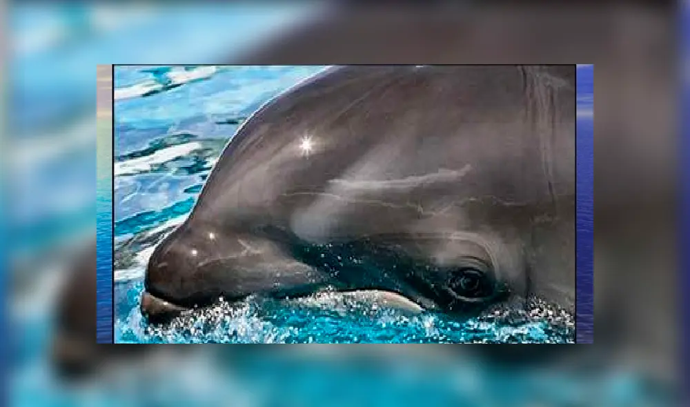 YouTube viral: ballena y delfín tienen cría que se volvió en la criatura marina más rara del mundo