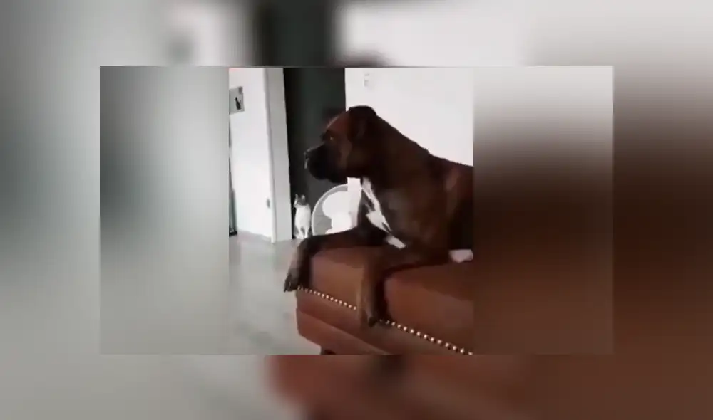 Un video muestra el momento en que un perro trata de replicar el sonido de una sirena de bombero.