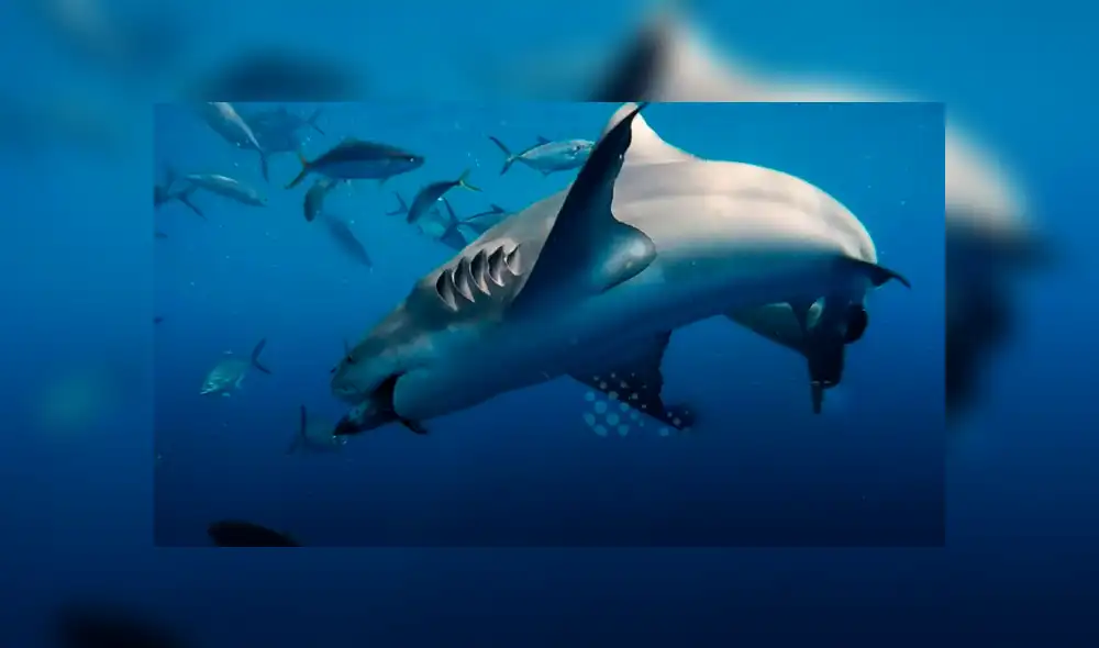 Desliza hacia la izquierda para ver el encuentro de un buzo con hambrientos tiburones. Video es viral en Facebook.