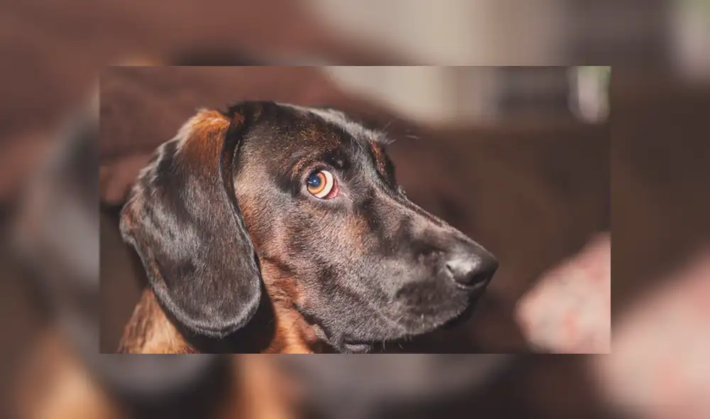 Esposos que agredieron sexualmente a su mascota reclaman ‘nuestra privacidad fue invadida’ Esposos que agredieron sexualmente a su mascota reclaman ‘nuestra privacidad fue invadida’