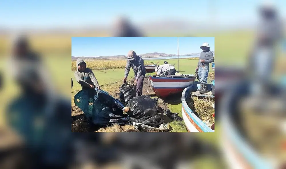 Obreros municipales y pobladores participaron de jornada de limpieza de lago Titicaca y río Coata. Obreros municipales y pobladores participaron de jornada de limpieza de lago Titicaca y río Coata.
