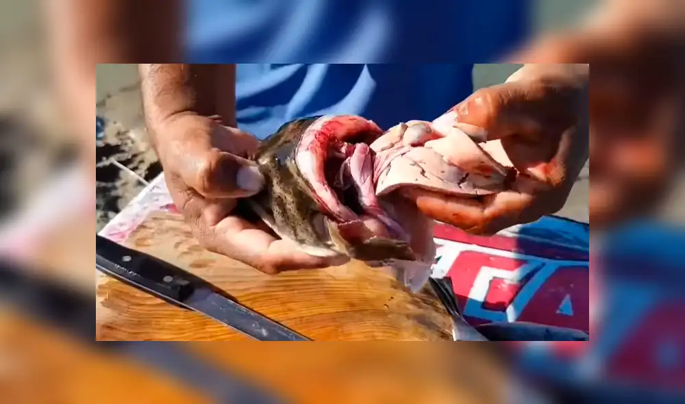 YouTube viral: enseña a cocinar pez globo cuyo veneno es mortal para el ser humano YouTube viral: enseña a cocinar pez globo cuyo veneno es mortal para el ser humano