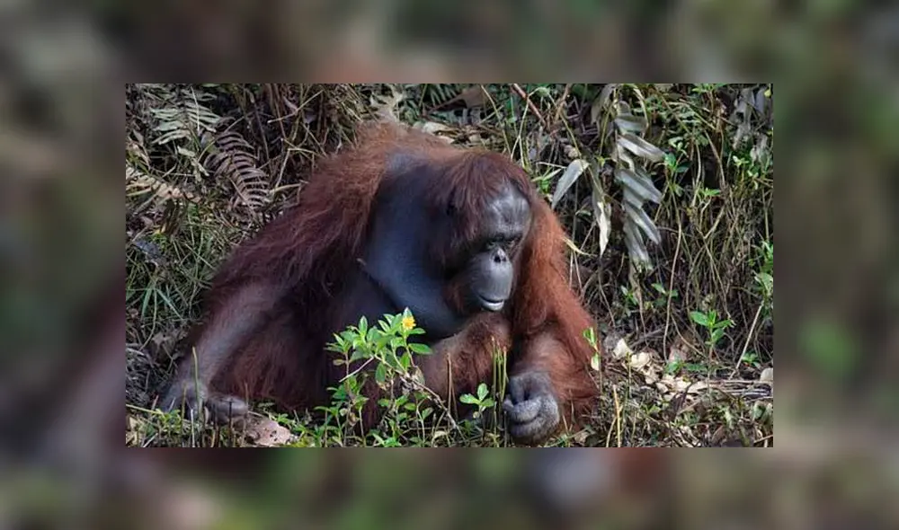 Un fotógrafo que hacía safari en Indonesia capturó el momento en que el orangután ofrece su ayuda. Un fotógrafo que hacía safari en Indonesia capturó el momento en que el orangután ofrece su ayuda.
