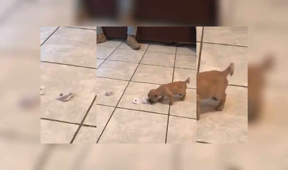 Video es viral en TikTok. Dueños de cachorro no sabían qué nombre colocarle y no tuvieron mejor idea que hacer un gracioso juego para que la propia mascota lo elija.