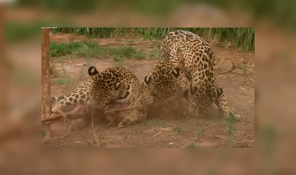 Los jaguares serían liberados en poco tiempo, mientras tanto, aprenden a vivir solos. Foto: captura. Los jaguares serían liberados en poco tiempo, mientras tanto, aprenden a vivir solos. Foto: captura.