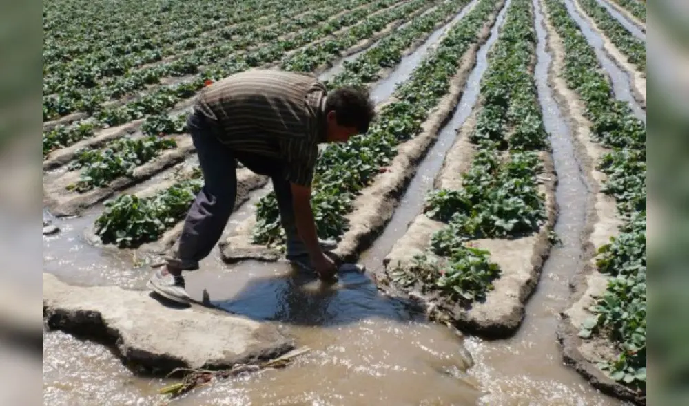 Recursos hídricos en agricultura. Foto: Andina
