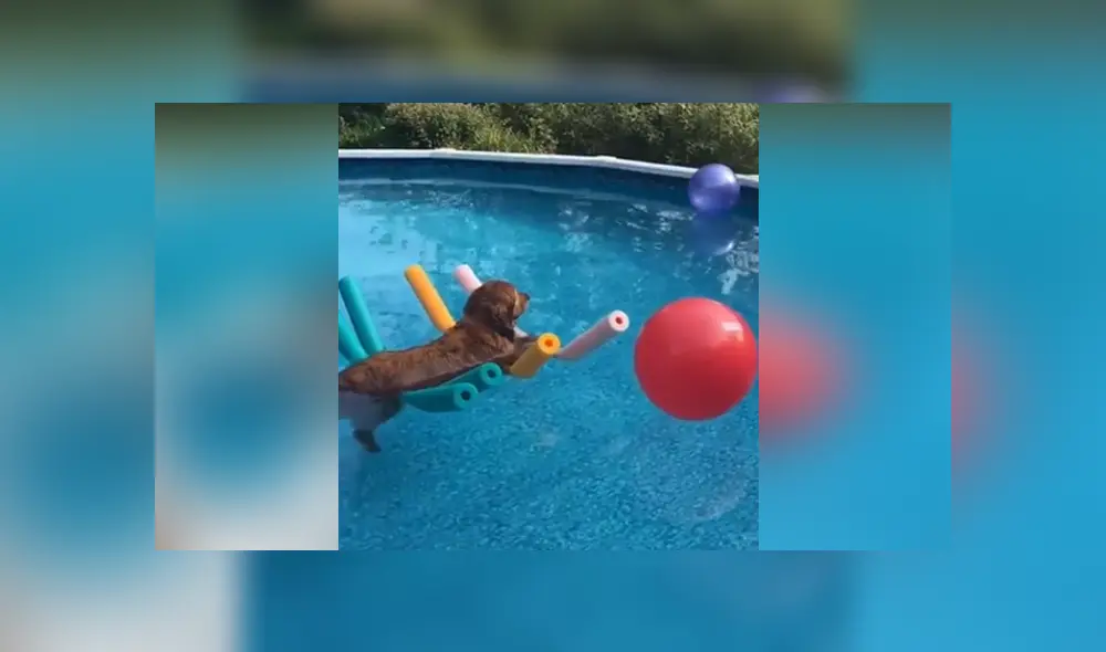 Un perro mostró una insólita actitud al meterse a la piscina de su casa. Foto: Facebook