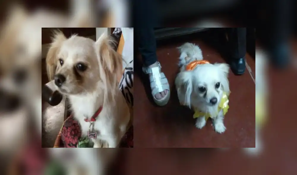Ofrecen recompensa por mascota extraviada Ofrecen recompensa por mascota extraviada