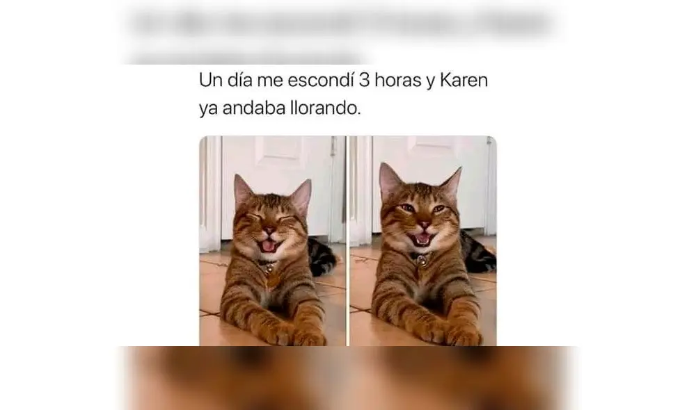 Creativos memes fueron compartidos en redes sociales por el Día Internacional del Gato. Creativos memes fueron compartidos en redes sociales por el Día Internacional del Gato.