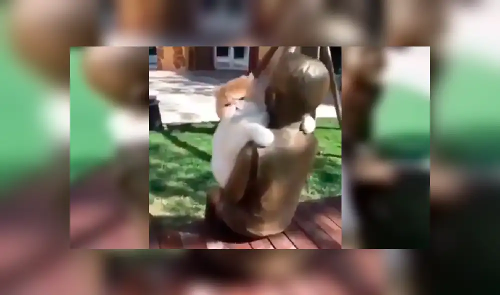 Vía Facebook. El dueño del felino estaba paseando a su mascota por un parque de diversiones cuando esta lo sorprendió con un peculiar comportamiento que enterneció a miles