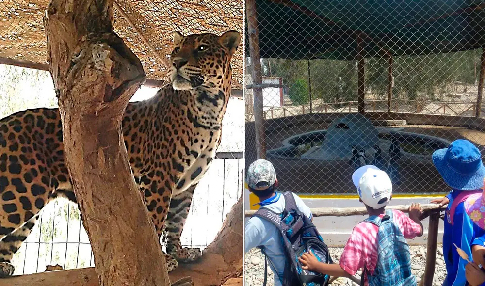 Tuvieron que paralizar los trabajos de mejoramiento en el zoológico. Fotos: Municipalidad de Tacna.