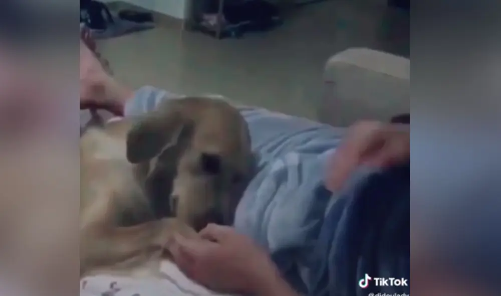 Desliza las imágenes para ver más sobre esta tierna escena entre un perro y su dueño. (Foto: captura / TikTok) Desliza las imágenes para ver más sobre esta tierna escena entre un perro y su dueño. (Foto: captura / TikTok)