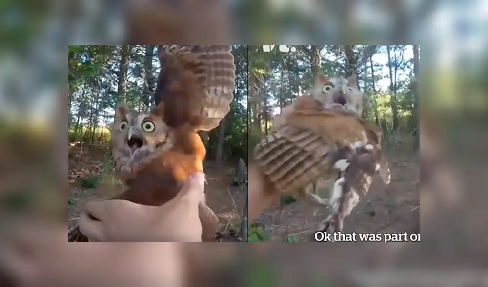 El búho quedó enredado en un hilo de pescar arrojado en un árbol a mitad de un bosque. Foto: captura El búho quedó enredado en un hilo de pescar arrojado en un árbol a mitad de un bosque. Foto: captura