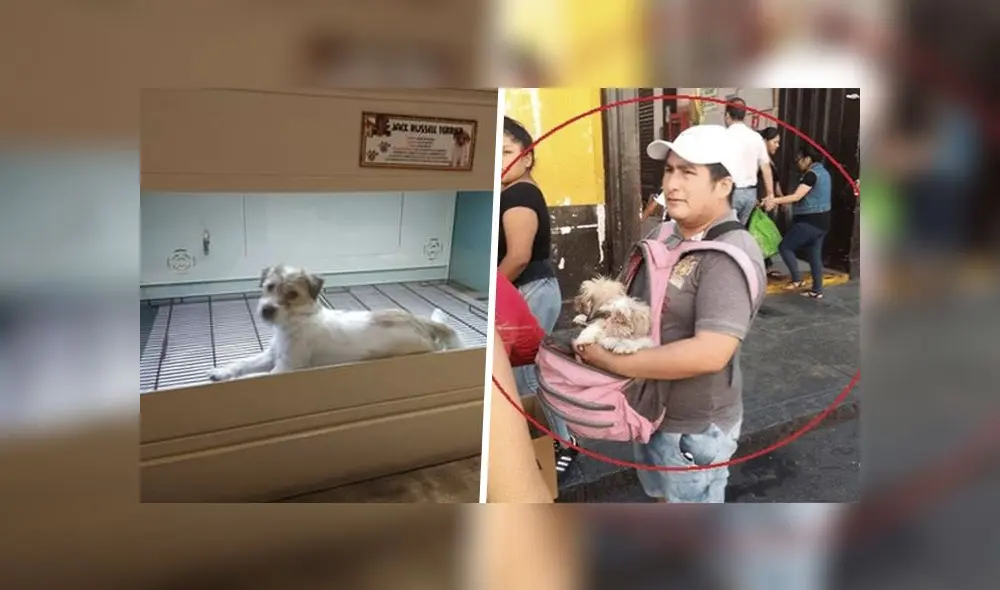 Según la denuncia, la mascota de raza Jack Terrier ha permanecido encerrada durante la cuarentena. (Facebook: Carlos Schmitt/Socorro Paredes)