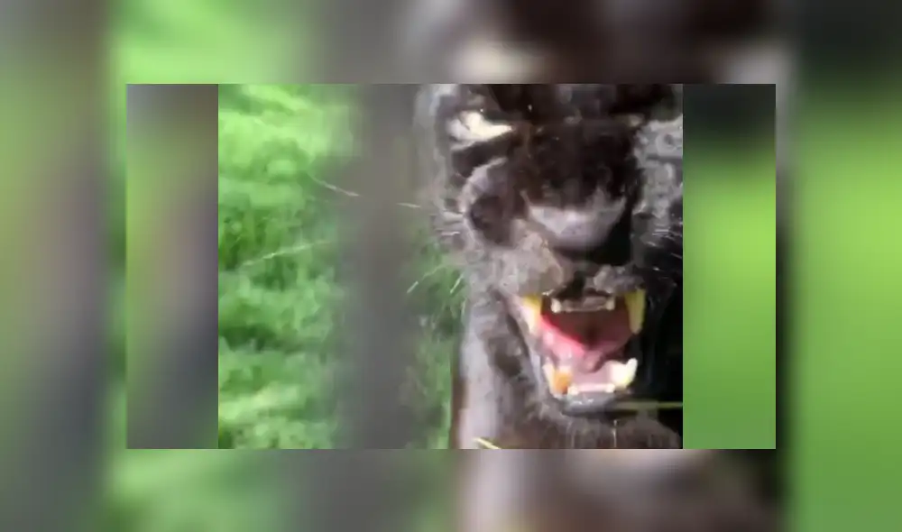 Desliza hacia la izquierda para ver las imágenes del viral de YouTube. Foto: Captura.