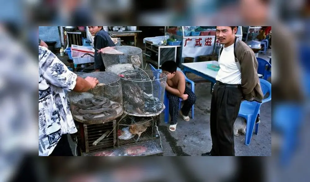Animales exóticos en peligro de extinción por culpa de los comerciantes chinos, que los ofrecen en mercados. Foto: Difusión Animales exóticos en peligro de extinción por culpa de los comerciantes chinos, que los ofrecen en mercados. Foto: Difusión