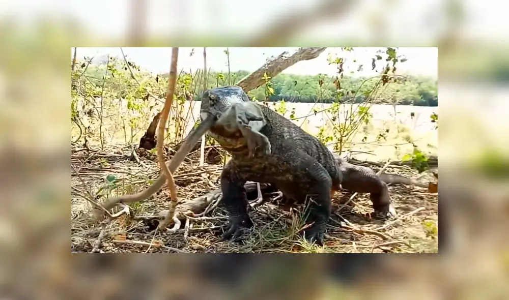 Un video viral muestra como un enorme dragón de komodo devora por completo a un indefenso mono.