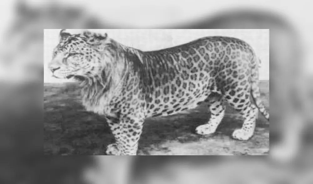Desliza para ver al leopón, el felino que sorprendió a todos en YouTube. Fotos: Captura. Desliza para ver al leopón, el felino que sorprendió a todos en YouTube. Fotos: Captura.