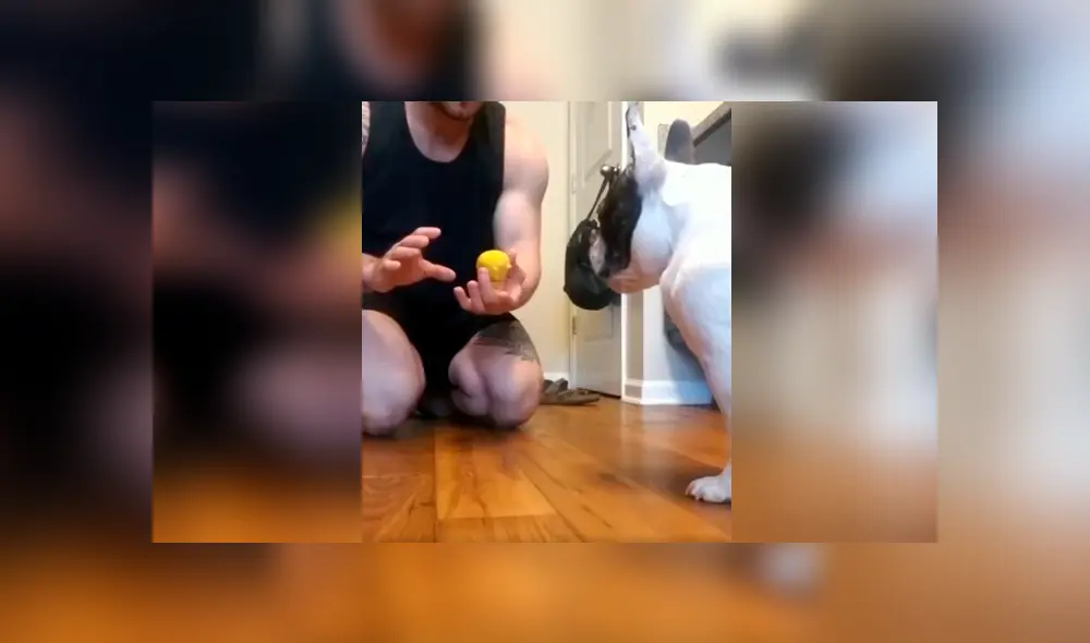 Desliza las imágenes para observar el singular comportamiento de un perro al notar el truco de magia de su dueño. Foto: Captura. Desliza las imágenes para observar el singular comportamiento de un perro al notar el truco de magia de su dueño. Foto: Captura.