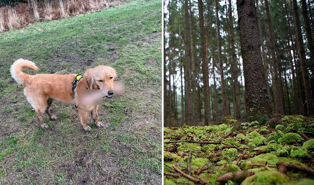 El dueño de la mascota espera no volver a toparse con una historia similar. Foto: composición de LR/Twitter/@Mbarcia24