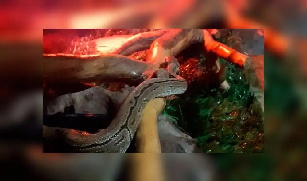 El crimen ocurrió el pasado 31 de julio y fue captado por las cámaras de seguridad. (Foto: Crónica) El crimen ocurrió el pasado 31 de julio y fue captado por las cámaras de seguridad. (Foto: Crónica)