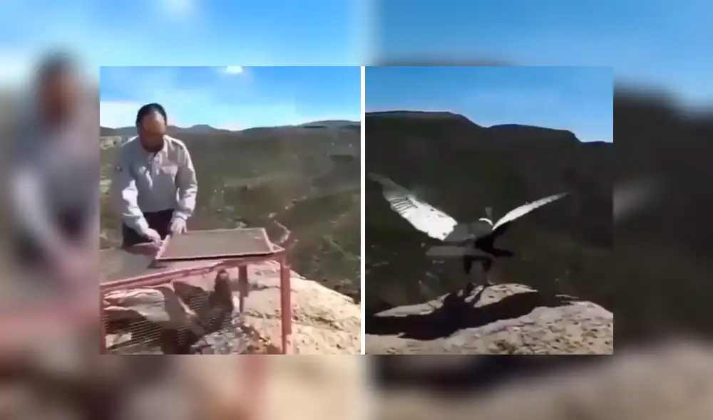 El cóndor fue liberado en las montañas tras ser mantenido en cautiverio toda su vida. Foto: captura. El cóndor fue liberado en las montañas tras ser mantenido en cautiverio toda su vida. Foto: captura.