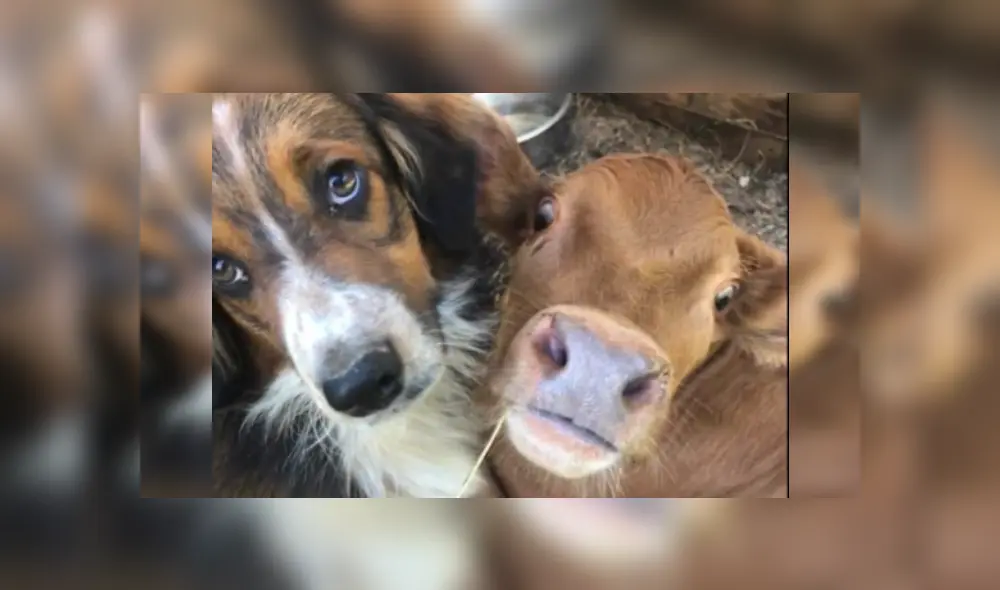 Desliza las imágenes para ver más detalles de esta conmovedora historia que es viral en YouTube.