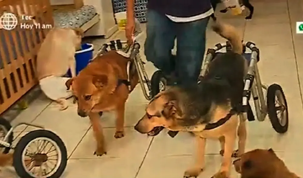 Mascotas requieren de cuidados especiales y alimentación. Foto: captura/América TV Mascotas requieren de cuidados especiales y alimentación. Foto: captura/América TV