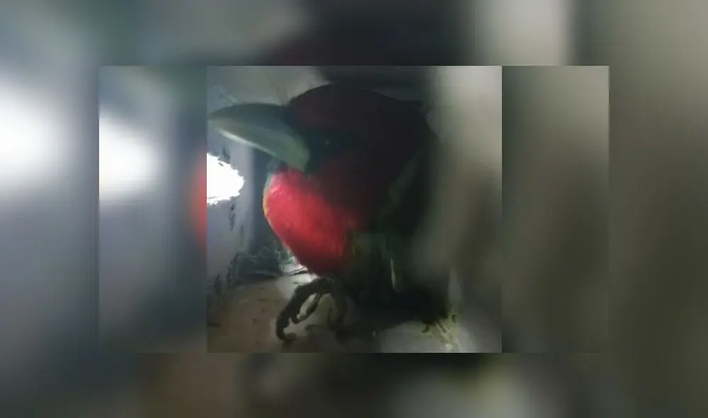 Las tangaras son aves muy sensibles y delicadas, caracterizadas por sus colores llamativos, motivo por el cual son muy solicitadas por traficantes y coleccionistas. (Foto: Serfor) Las tangaras son aves muy sensibles y delicadas, caracterizadas por sus colores llamativos, motivo por el cual son muy solicitadas por traficantes y coleccionistas. (Foto: Serfor)