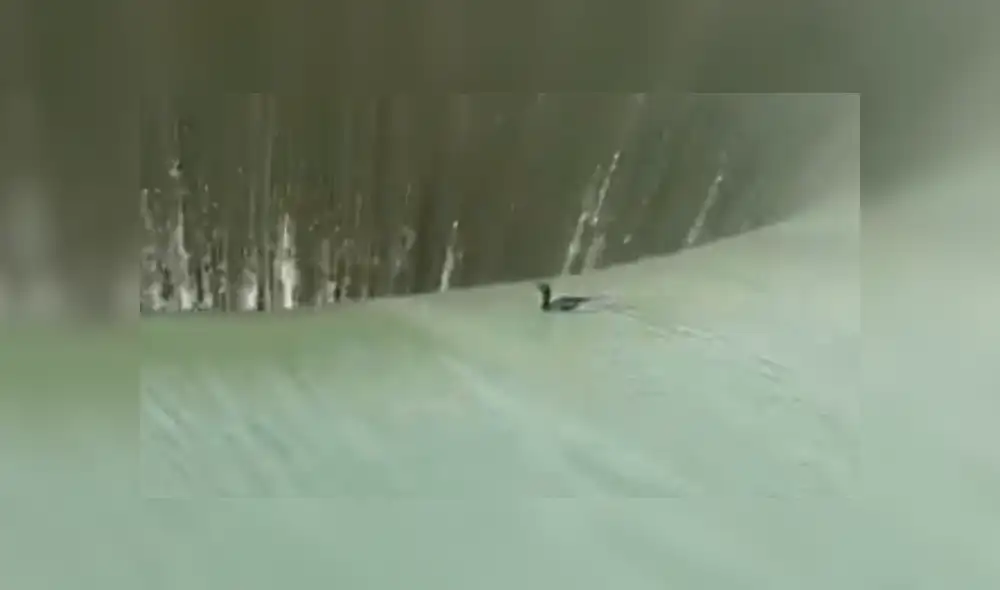 Facebook viral: ave es tragado por gigantesco pozo de agua y sobrevive a la caída [VIDEO]