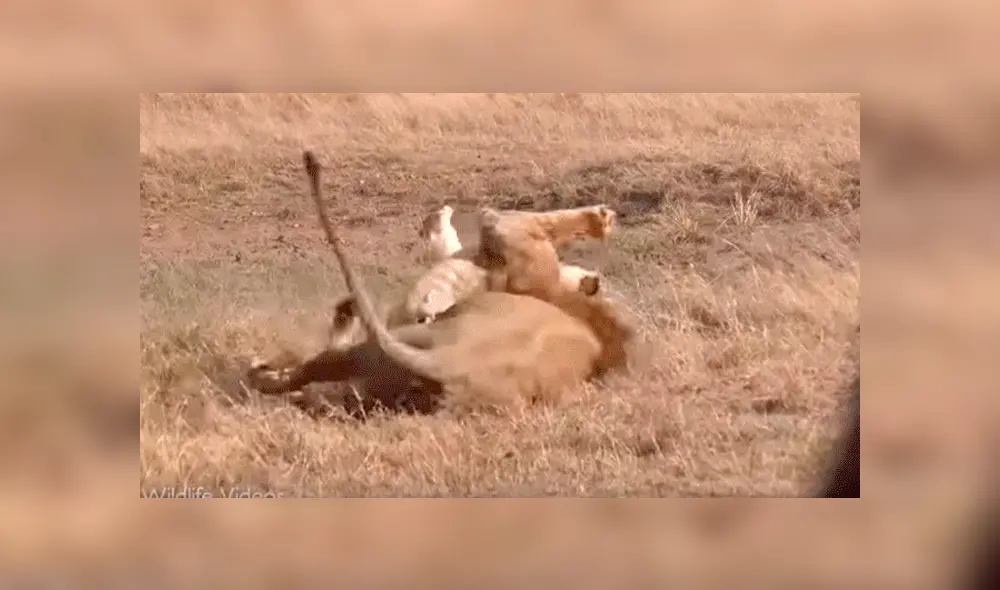 YouTube viral: León ‘macho alfa’ destruye columna de aprendiz que intentó quitarse su presa [VIDEO] 