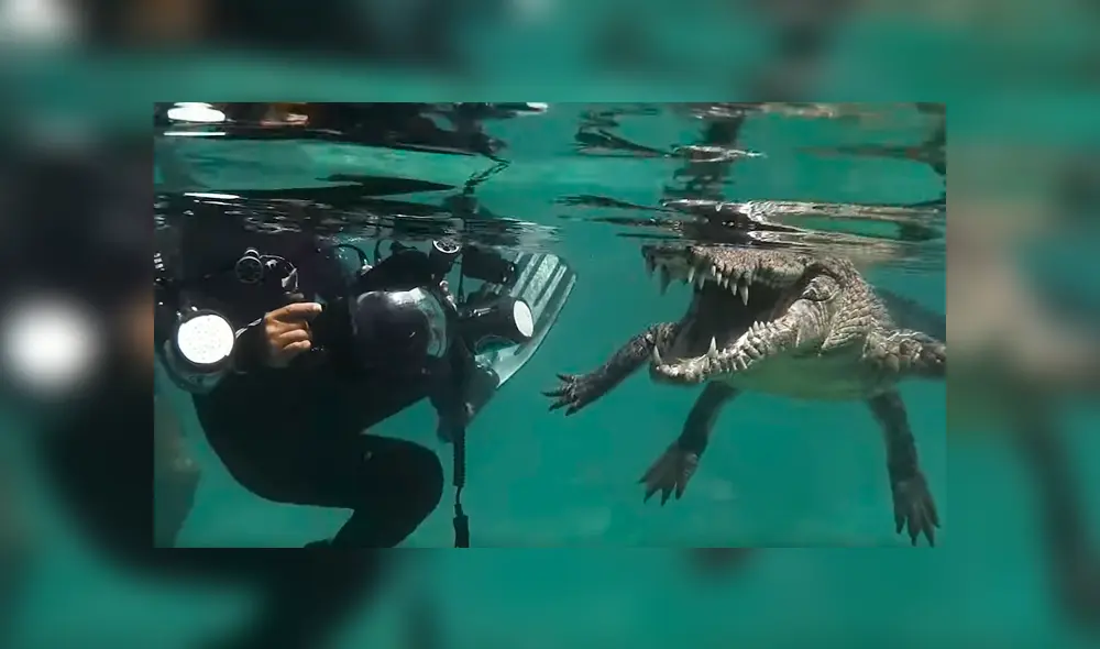 El hombre se acercó peligrosamente al reptil y sacó rápidamente su cámara para sacarle fotografía de cerca. El desenlace ha sorprendido a todos El hombre se acercó peligrosamente al reptil y sacó rápidamente su cámara para sacarle fotografía de cerca. El desenlace ha sorprendido a todos
