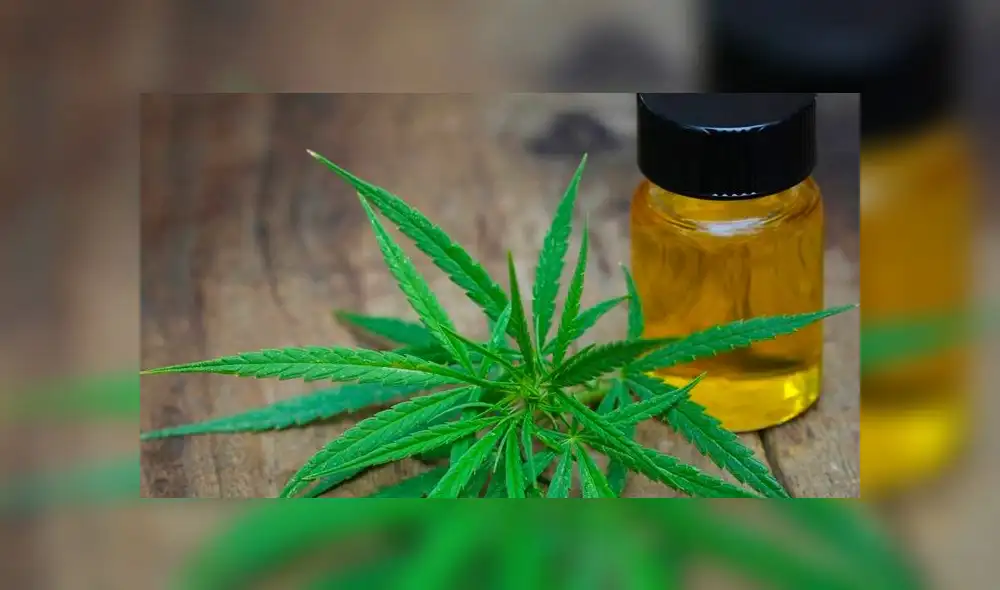 Proponen ley que permita el autocultivo de cannabis