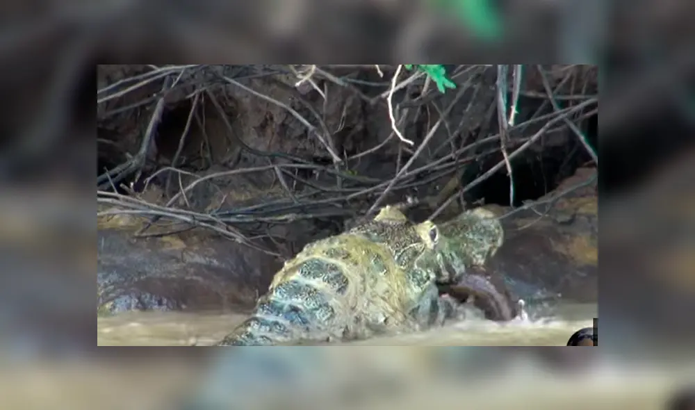 Desliza hacia la izquierda para ver el brutal enfrentamiento de los reptiles que se ha vuelto viral en YouTube. Desliza hacia la izquierda para ver el brutal enfrentamiento de los reptiles que se ha vuelto viral en YouTube.