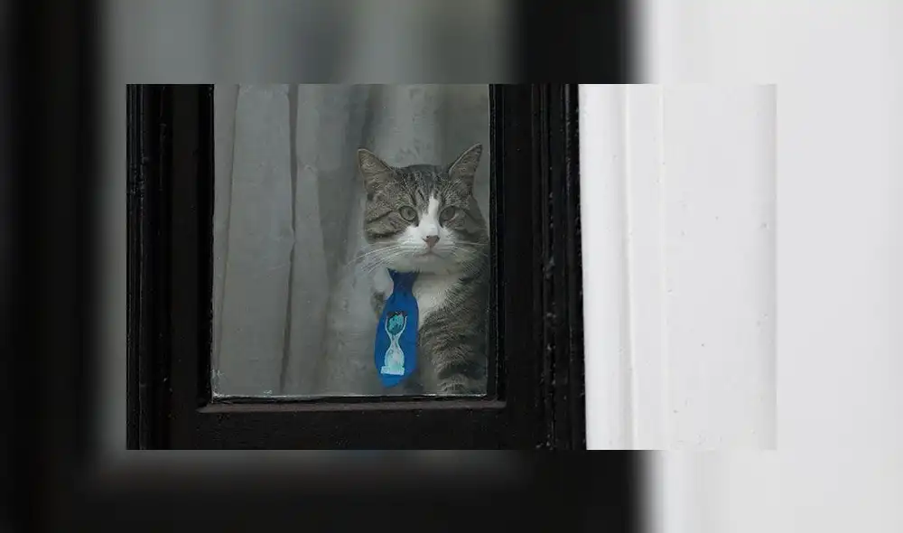 Wikileaks rechaza que Assange haya usado a gato para espiar embajada de Ecuador [FOTOS]