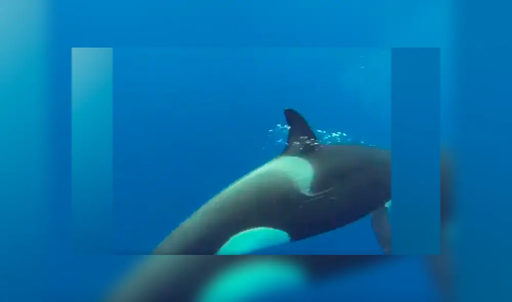 Un video viral de YouTube registró el terrorífico instante en que un hombre se sumergió a las profundidades del mar, sin imaginar que se encontraría con una feroz orca. Un video viral de YouTube registró el terrorífico instante en que un hombre se sumergió a las profundidades del mar, sin imaginar que se encontraría con una feroz orca.