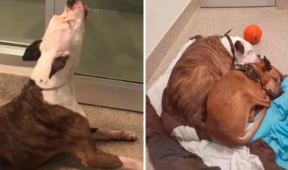 Desliza las imágenes para conocer la emotiva historia de unos perros que fueron llevados a un albergue por su dueño. Foto: DogHouse Rescue Academy/ Facebook