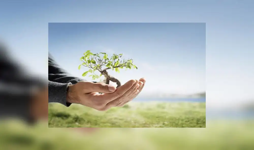 Magdalena: Inician proyecto de arborización de la Costa Verde