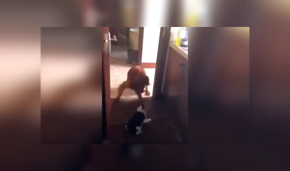 Desliza las imágenes para conocer la inesperada acción de un gato para escapar de las garras de un perro. Foto: Captura.