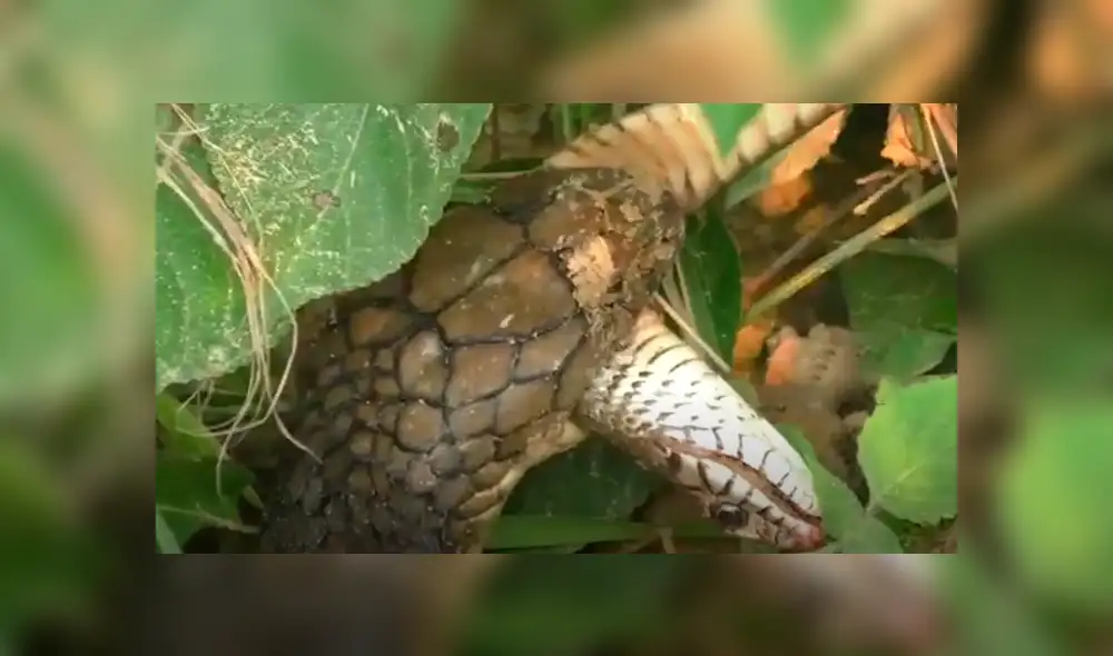El video viral de Facebook registró el momento exacto en que una hambrienta serpiente engulló a su compañera por completo.