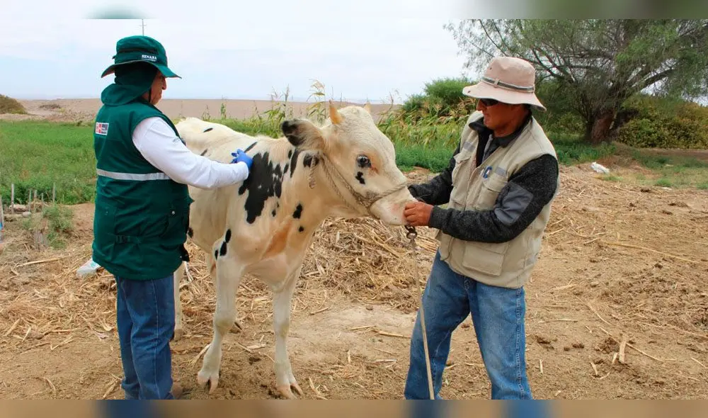 Vacunaron a más de 13 animales contra el Ántrax .