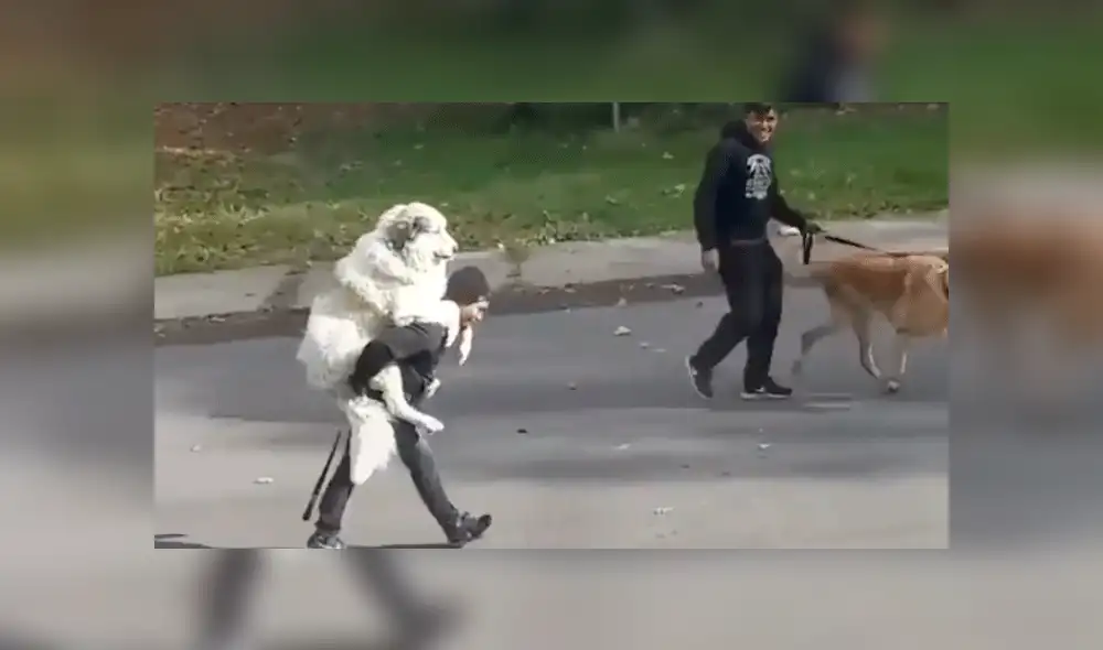 Facebook: perro "más ocioso del mundo" protagoniza divertida escena junto a su dueño [VIDEO]