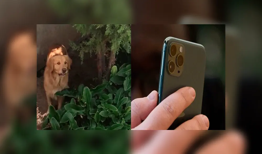 Joven es criticado por intercambiar a su mascota para conseguir un iPhone 11 [FOTOS]