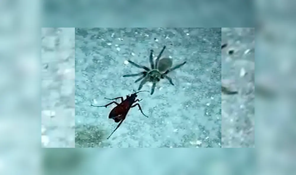 Video es viral en YouTube. Pese a ser más pequeña que la tarántula, la avispa araña pudo matarla y arrastrarla hacia su nido donde la devoraría. Foto: Captura. Video es viral en YouTube. Pese a ser más pequeña que la tarántula, la avispa araña pudo matarla y arrastrarla hacia su nido donde la devoraría. Foto: Captura.
