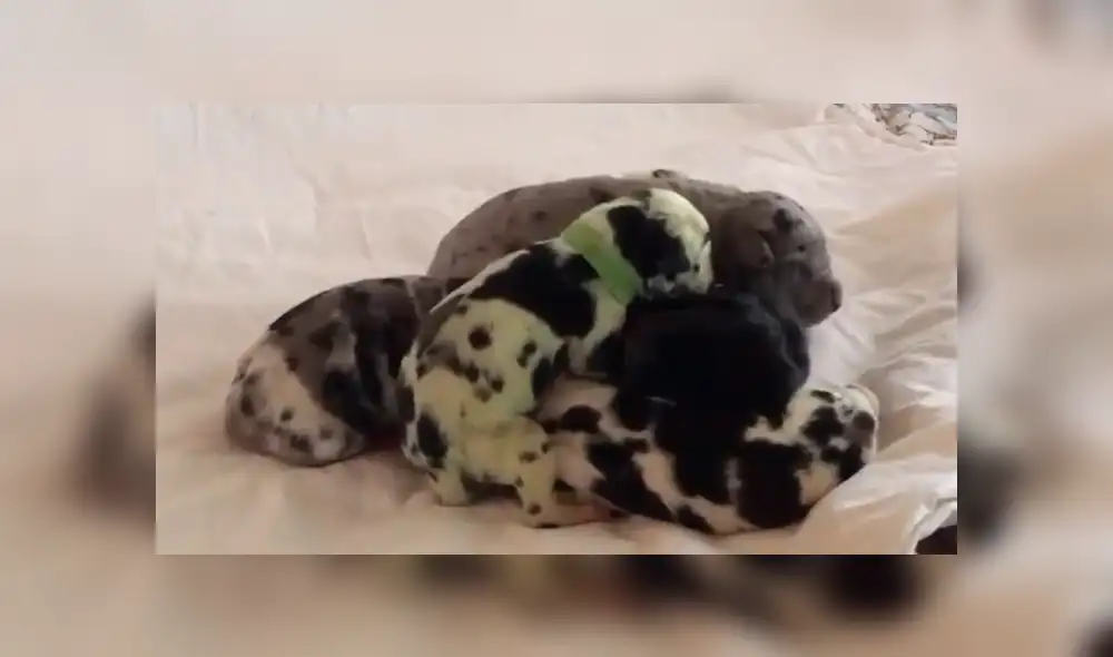 En YouTube, una señora quedó espantada al descubrir el color del pelaje que obtuvo una de las crías de su mascota.