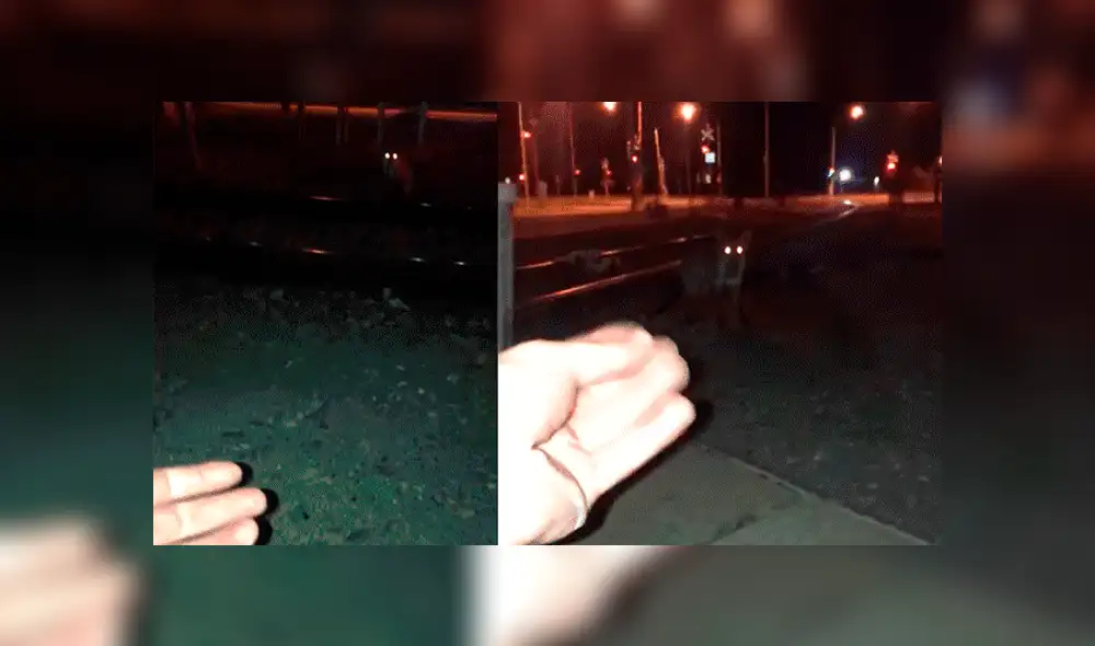 Facebook: joven encuentra a zorro salvaje en la calle, intenta acariciarlo y sufre terrible mordida