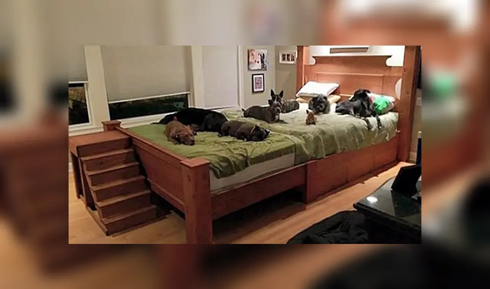 Desliza las imágenes para apreciar la enorme cama que fabricó la pareja para descansar con sus adoradas mascotas. Desliza las imágenes para apreciar la enorme cama que fabricó la pareja para descansar con sus adoradas mascotas.